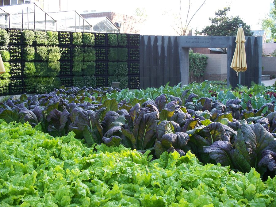 Edible planting and garden detail at the Atlanta Botanical Garden.