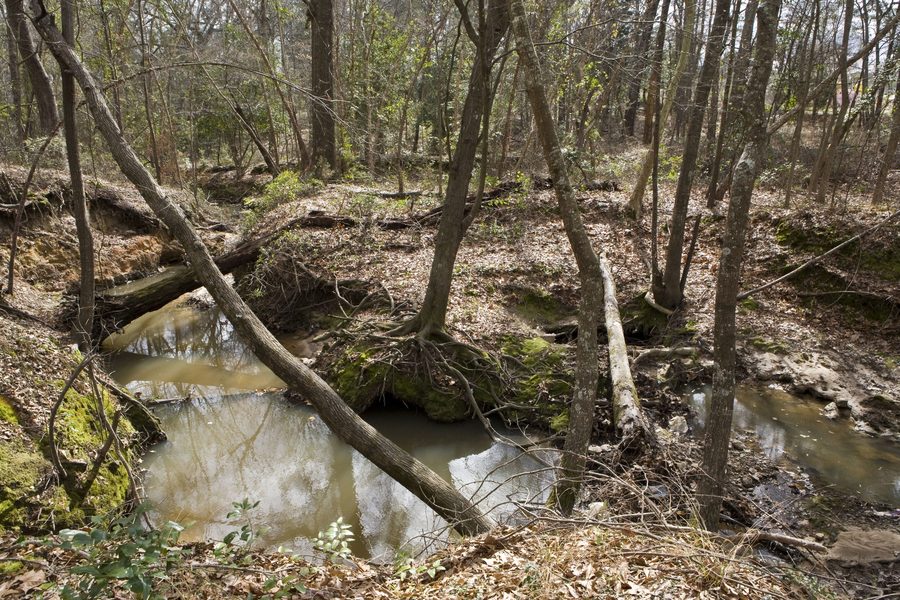 Wooded site and stream corridor at the Tyler Museum of Art.